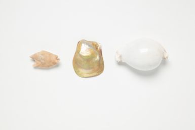 shells