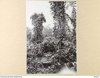 TOROKINA AREA, BOUGAINVILLE. 1945-07-28. AN M24 GENERAL CHAFFEE LIGHT TANK ATTEMPTING TO FORCE ITS WAY THROUGH DENSE FOLIAGE AND VINES DURING TESTS CONDUCTED FOR THE WAR OFFICE. T FAILED TO ..