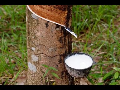 REVIVE RUBBER AND OIL PALM