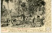 Tahiti. - Préparation du Coprah