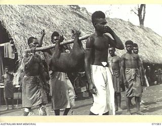 SONG RIVER, FINSCHHAFEN AREA, NEW GUINEA. 1944-03-26. NATIVE BOYS CARRYING OUT ONE OF THE PIGS TO BE COOKED AND EATEN DURING FESTIVITIES HELD AT THE AUSTRALIAN NEW GUINEA ADMINISTRATIVE UNIT ..