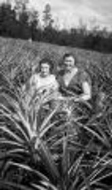 Frances and Maxine Musselman in a field of pineapples