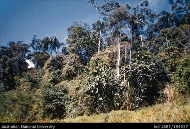 Aiyura - Vegetation behind Schindler's