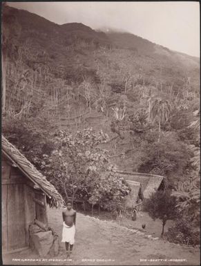 Yam gardens at Merelava, Banks Islands, 1906 / J.W. Beattie