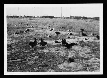 Diomedia nigripes (Black-footed albatross), 1963, 1966-1967 and undated