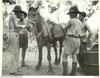 1942-10-09. PACK-HORSES AND MULES ARE USED EXTENSIVELY IN NEW GUINEA FOR THE TRANSPORT OF SUPPLIES TO FORWARD POSITIONS. MEMBERS OF AN INDEPENDENT LIGHT HORSE UNIT ARE PICTURED HERE PREPARING TO ..