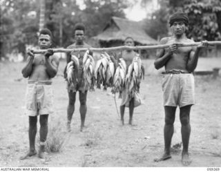 ULUGUDU, NEW GUINEA, 1943-10-25. A NATIVE POLICE CONSTABLE'S HAUL OF FISH FROM ONE HAND GRENADE