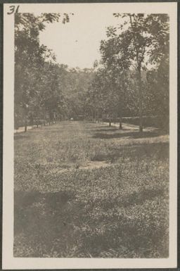 View in the Botanical Gardens, Rabaul, New Britain Island, Papua New Guinea, approximately 1916