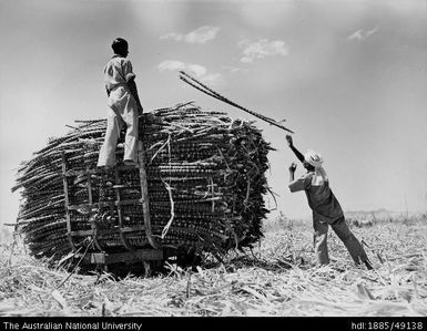 Loading a truck in the field with Badilla cane