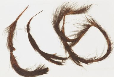 tail