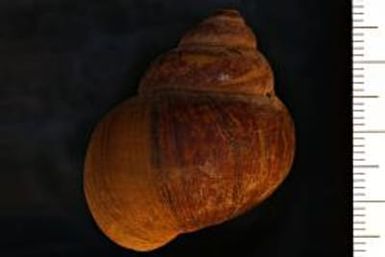 Cipangopaludina; malleata