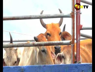 LDC CATTLE FARMING