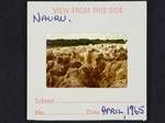 [Limestone pinnacles after phosphate mining], Nauru, Apr 1965