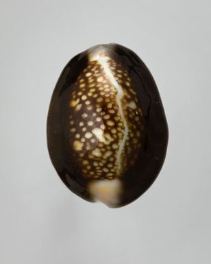 ["Monetaria caputserpentis (Linnaeus, 1758)", "Cypraea caputserpentis (Linnaeus, 1758)", "Cypraea caputserpentis (Linnaeus, 1758)", "Serpent's-Head/Snake-Head Cowry"]