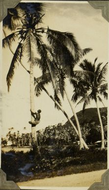 Man climbing a palm tree on Ovalau, 1928