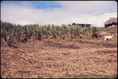 Harvesting sugar cane in Fiji, 1974