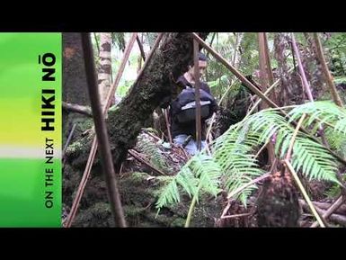 HIKI NŌ: #1016 – Return of the ʻAlalā | Promo Thurs., May 16, 7:30 pm