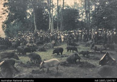 Group of pigs with Mendi people in background