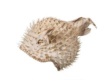 Te tauti (Porcupine) fish helmet