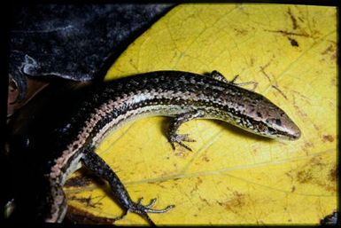Caledoniscincus haplorhinus