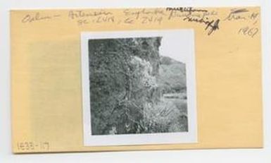 [Artemisia and Euphorbia in Hawaii, envelope IE33-117]