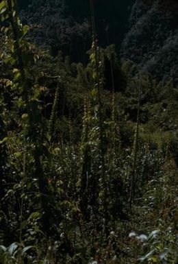 [Unidentified plants from Sarawaket Range, Papua New Guinea]