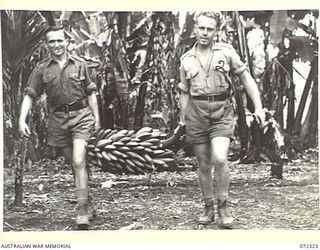 MENARI, NEW GUINEA. 1944-04-05. VX147190 SIGNALMAN S. J. MUNDY (LEFT), AND VX73394 SIGNALMAN D.W. DONLEN, MEMBERS OF THE 23RD LINE SECTION, 19TH LINES OF COMMUNICATION SIGNALS, COLLECTING BANANAS ..