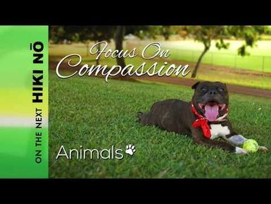 HIKI NŌ Focus on Compassion: Animals | Promo Thurs. 7:30 pm