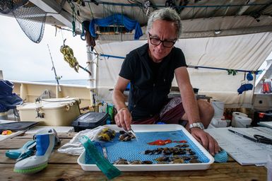 Tom Trnski Head of Natural Sciences at the Auckland Museum sorts reef fish after a rotenone station during the 2017 South West Pacific Expedition.