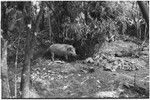 Pig festival, pig sacrifice, Tsembaga: in ancestral shrine, a pig is tethered near an above ground oven