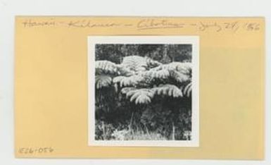 [Cibotium in Hawaii, envelope IE26-056]
