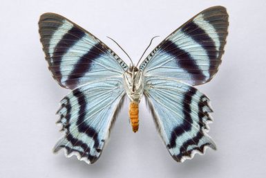 Alcides agathyrsus (Kirsch, 1877) - male