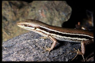 Lioscincus vivae