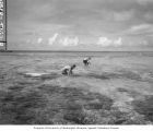 Scientists poisoning fish in reef around Namu Island, 1947