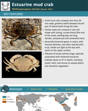 Estuarine mud crab | Rhithropanopeus harrisii