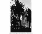 Pandanus trees silhouetted against the sky on Bikini Island, summer 1964