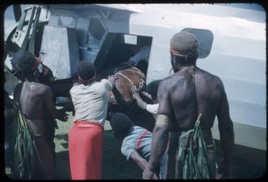 A cow being loaded on a plane : Minj Station, Wahgi Valley, Papua New Guinea, 1954 / Terence and Margaret Spencer