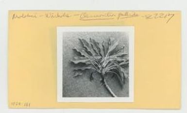 [Clermontia pallida in Hawaii, envelope IE28-131]