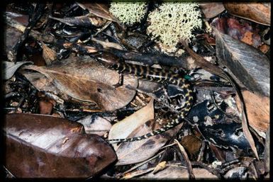 Skink sp.