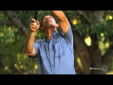 PBS Hawaii - HIKI NŌ Episode 515 | Waianae High School | Makaha Mangoes