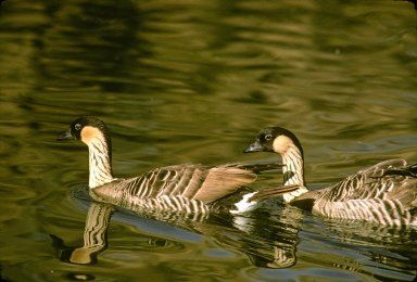 Hawaiian Geese or Nene