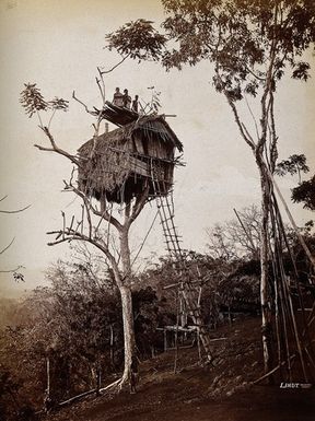 ["Papua New Guinea: a tree house of the Koiari people, east of Port Moresby. Photograph taken by J.W. Lindt, 1886."]