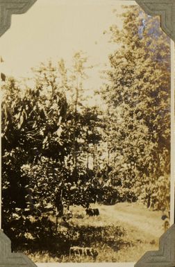 Kapok trees in Samoa, 1928