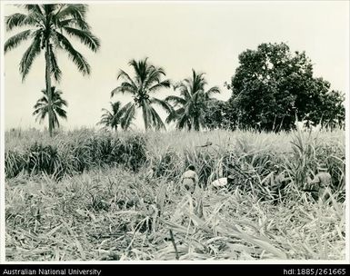 A harvesting gang at work in a field of cane