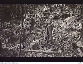 SALAMAUA AREA, NEW GUINEA. 1943-07-22. VX53589 PRIVATE W. R. FORDE OF BRIGADE HEADQUARTERS, 2/5TH AUSTRALIAN INFANTRY BATTALION INSPECTING AN ABANDONED JAPANESE CAMP AT BUIGAP CREEK