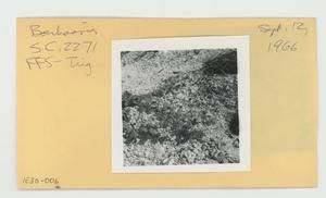 [Boerhavia in Hawaii, envelope IE30-006]