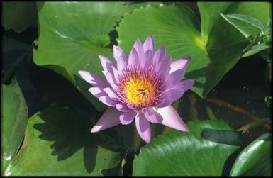 Purple flower with yellow centre on green foliage.