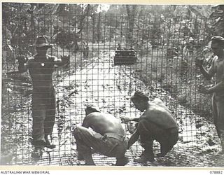 BOUGAINVILLE ISLAND. 1945-02-03. ENGINEERS OF THE 5TH FIELD COMPANY, LAYING SHEETS OF WIRE MESH OVER A BED OF LOGS ON A MUDDY SECTION OF THE MAWARAKA- MOSIGETTA ROAD