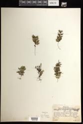 Hymenophyllum macgillivrayi