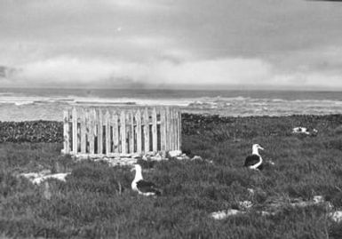 Laysan albatrosses